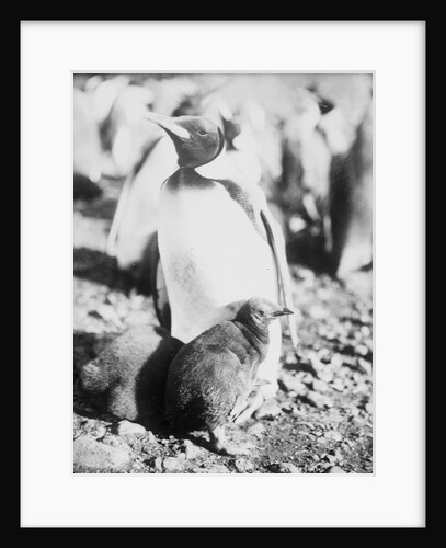 Emperor [King?] penguin with young, Weddell Sea, Antarctica by unknown