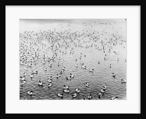 Cape pigeons afloat off South Georgia Island by unknown