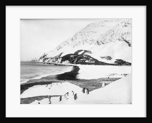 A view along the shore with penguins in the foreground, South Georgia Island by unknown