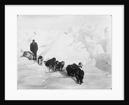A seven-dog sledge team on the ice with unidentified crew member by unknown