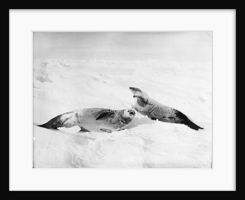 Two crab-eater seals on the ice, Weddell Sea, Antarctic by unknown