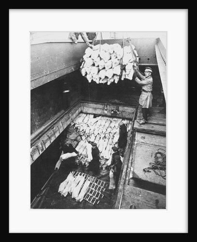 Unloading frozen meat from the 'Clan MacDougall' in 1877 by unknown