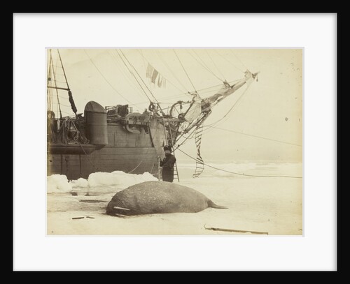 Walrus killed in Franklin Pierce Bay, 10 August 1875 by George White