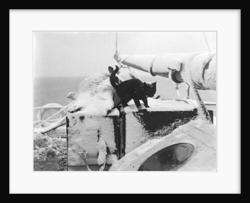 Cat on board the ship 'Morning' (1871) by unknown