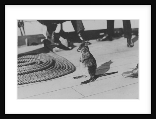 Wallaby on HMS 'Renown' (1916) during her 1920 tour of Australia and New Zealand by unknown
