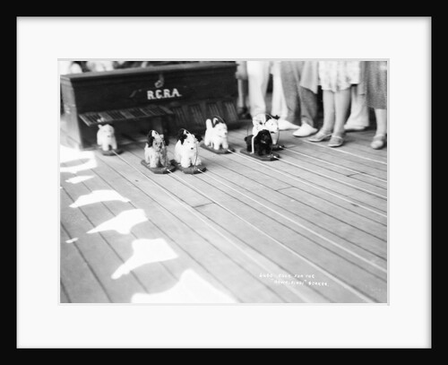 Dog racing aboard the 'Rawalpindi' by Marine Photo Service