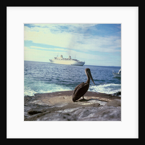 A pelican on the Galapagos Islands, with 'Kungsholm' (1966) in the background by Marine Photo Service