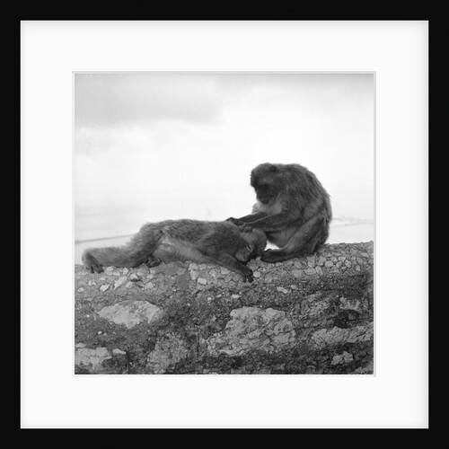 Barbary macaques on Gibraltar by Marine Photo Service