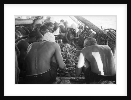 Divers looking through oysters by Alan Villiers