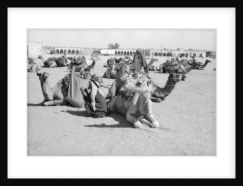 Kuwait City Safat Beduin camel park. by Alan Villiers