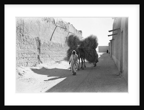 Camel-load of brushwood being transported, Kuwait City by Alan Villiers