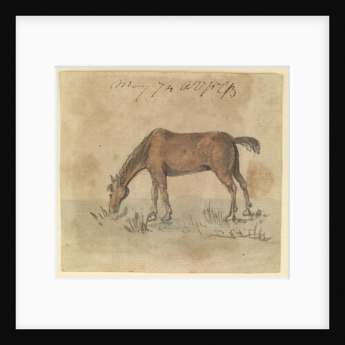 A grazing horse by Gabriel Bray