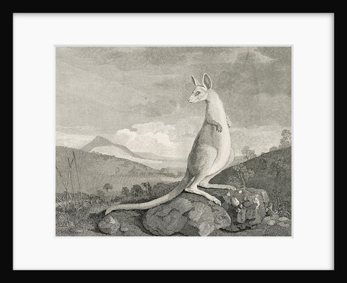 An animal found on the coast of New Holland, called Kanguroo by William Byrne