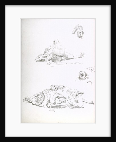 An octopus with details of an eye and a suckered arm by William Lionel Wyllie