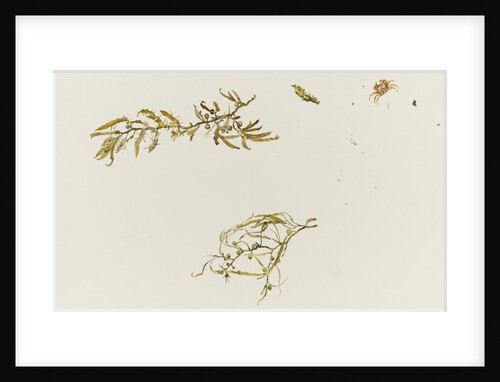 Seaweed and a crab by William Lionel Wyllie