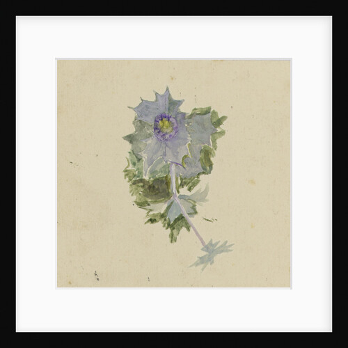 Blue flower with mauve centre, possibly sea holly by William Lionel Wyllie