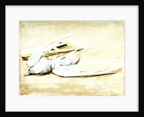 Arctic tern and a wooden sextant found on Axel's Island, Spitsbergen by William Lionel Wyllie