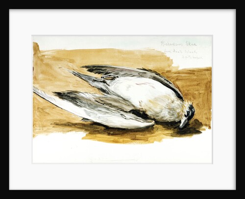 Richardson's skua from Axel's Island, Spitsbergen by William Lionel Wyllie