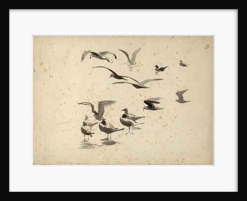 Seabirds standing in water and in flight by William Lionel Wyllie