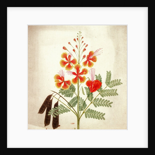 Flower study by Nicholas Tomlinson