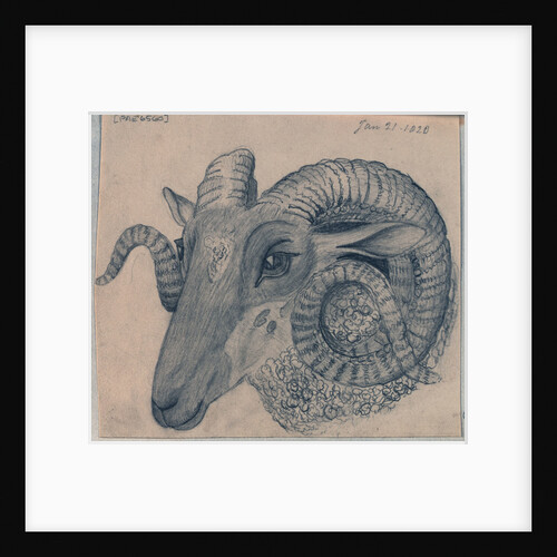 Study of the head of a ram by Edward William Cooke