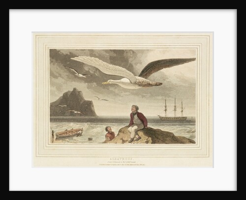 Albatross by Thomas Daniell