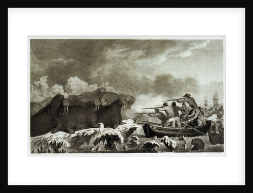 Sea horses [hunting of walrus] by John Webber