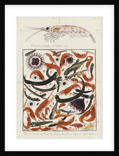 Typical example of deep-sea pelagic life from a depth of 1000 metres and detail of Euphausia superba (the krill) X 3 by Alister Hardy