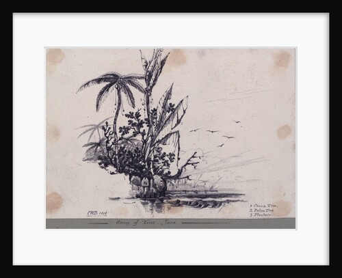Group of trees.... Java. 1. Cocoa Tree, 2. Palm Tree, 3. Plantain by C. W. Browne