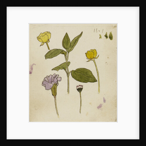 Study of flowers - buttercup and daisy by Rosa Brett
