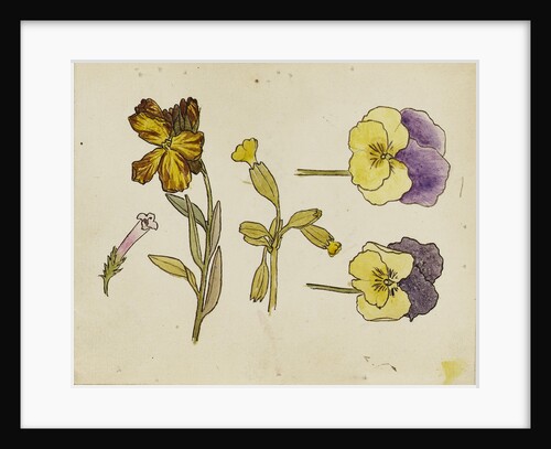 Study of flowers - pansy, wallflower by Rosa Brett