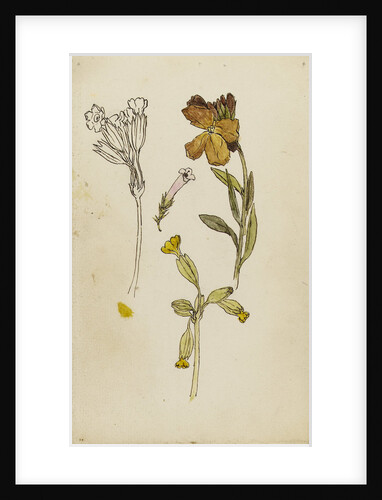 Study of flowers - wallflower and cowslip by Rosa Brett