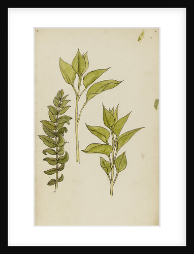 Study of leaves by Rosa Brett