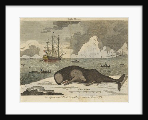 The spermwhale brought to Greenland dock by unknown