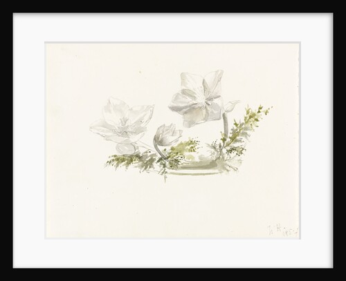 Study of a flower arrangement - possibly Christmas roses by Margaret Louisa Herschel