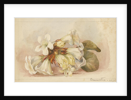 Beaumontia by Matilda Rose Herschel