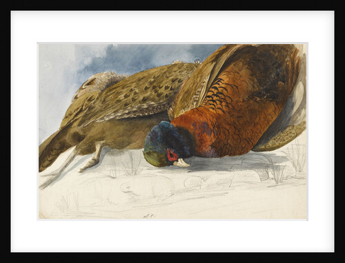 Study of a brace of pheasants by Matilda Rose Herschel