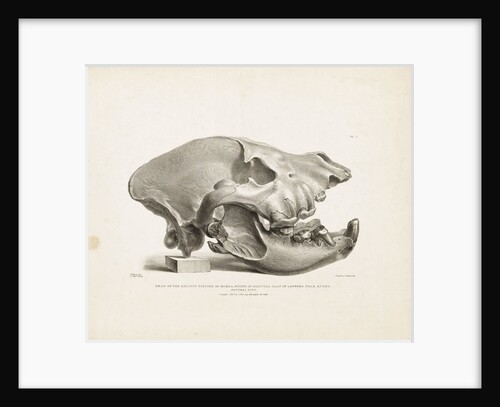 Head of the extinct species of Hyaena, found in diluvial clay at Lawford near Rugby by T. Webster