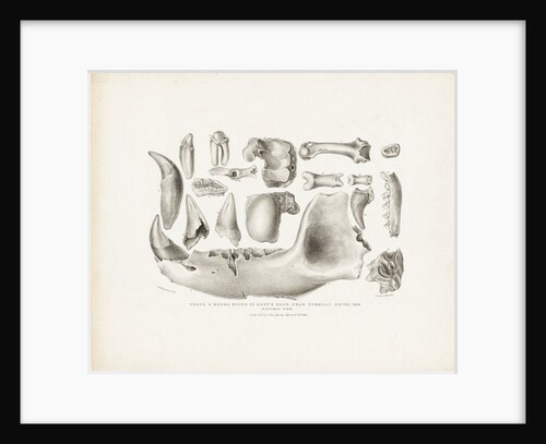 Teeth & bones found in Kent's Hole, near Torquay, Devon, 1824 by M. Morland