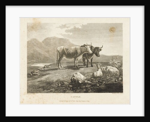 Cattle by Robert Hills