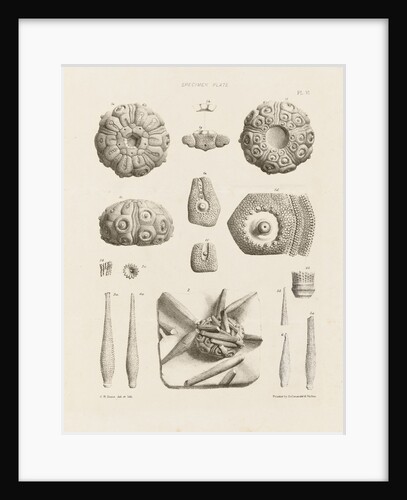 Specimen Plate by C. R. Bone