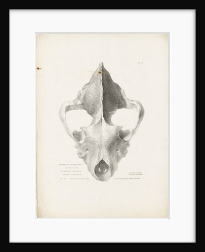 Superior & Frontal View of the Hyaena's Skull from Lawford by G. Scharf