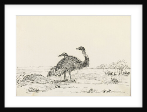 Sketch of emus by Harry Edmund Edgell