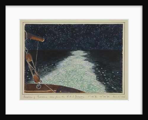 Display of Pyrosoma seen from the R.R.S. Discovery, Nov 11th 1925 by Sir Alister Hardy