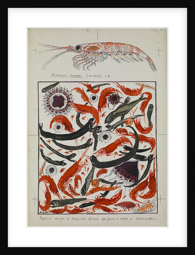 Typical example of deep-sea pelagic life from a depth of 1000 metres and detail of Euphausia superba (the krill) X 3 by Sir Alister Hardy