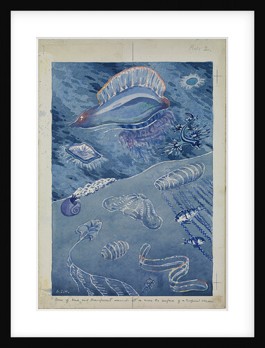 Some of blue and transparent animals near the surface of a tropical ocean by Sir Alister Hardy