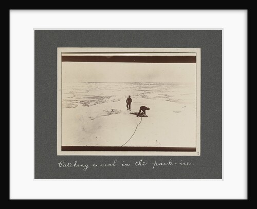 Catching a seal in the pack-ice from National Antarctic Expedition photo album by Sir Ernest Henry Shackleton