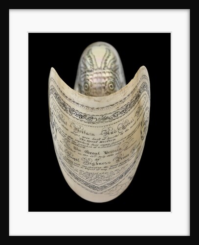 Nautilus shell by C. H. Wood