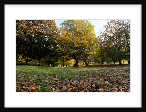 Autumnal image of the Royal Greenwich Park by National Maritime Museum