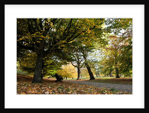 Autumnal image of the Royal Greenwich Park by National Maritime Museum